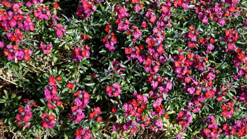 Wallflower 'Red Jep' (Erysimum 'Red Jep')