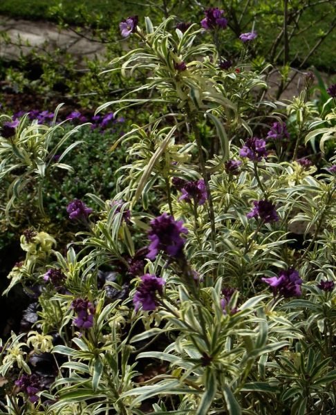 Wallflower 'Variegatum' (Erysimum linifolium 'Variegatum')