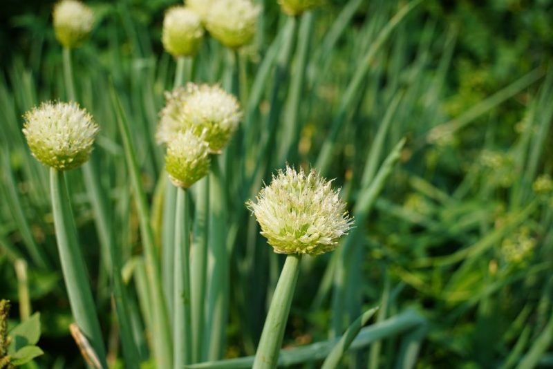 Welsh onion (Allium fistulosum)
