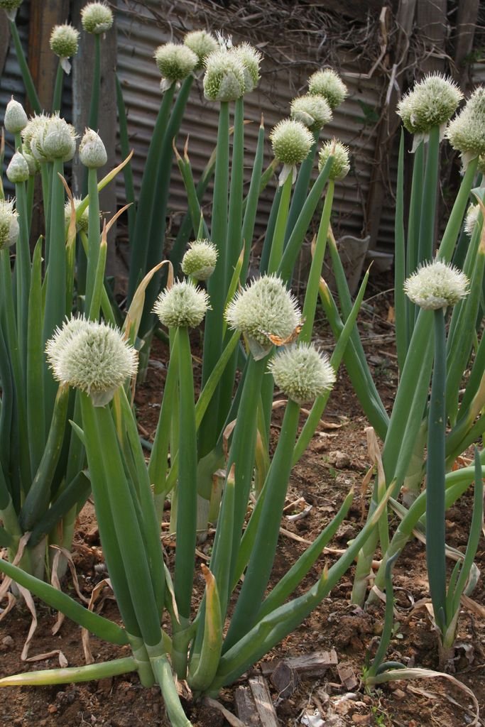 Welsh onion (Allium fistulosum) growing guides