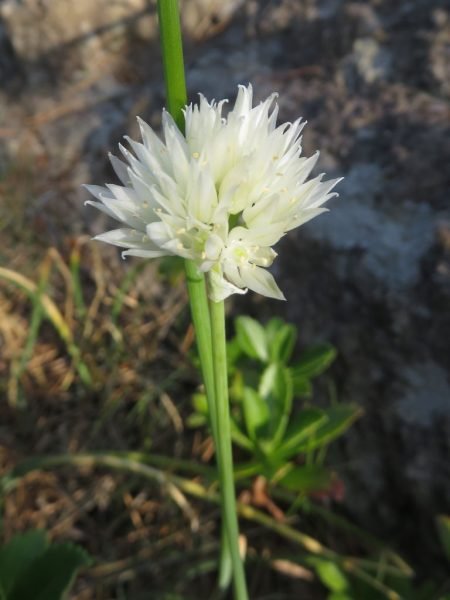 White-flowered chives (Allium schoenoprasum f. albiflorum)