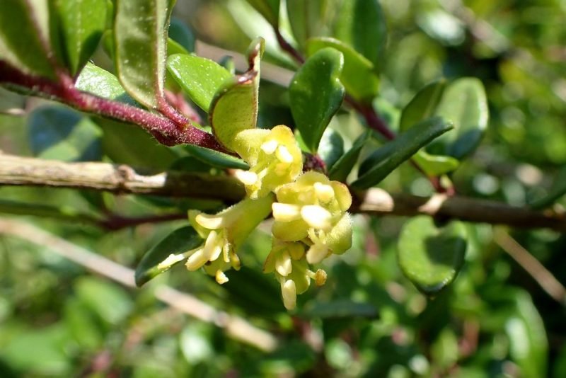 Wilson's honeysuckle (Lonicera ligustrina var. yunnanensis)