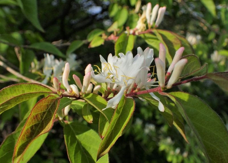 Winter-flowering honeysuckle (Lonicera fragrantissima)