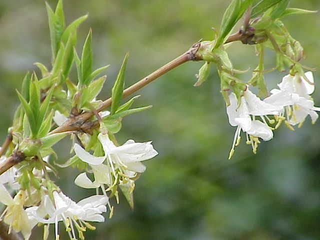 Where to plant Winter-flowering honeysuckle (Lonicera fragrantissima)_2