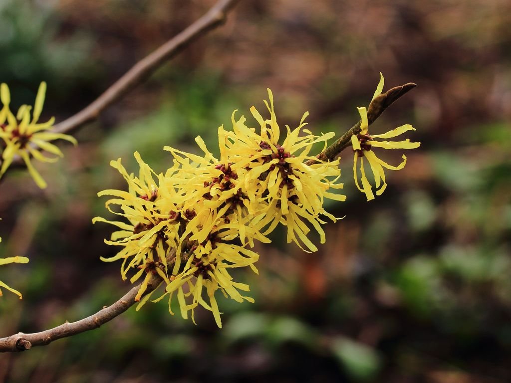 Witch hazel 'Angelly' (Hamamelis × intermedia 'Angelly')