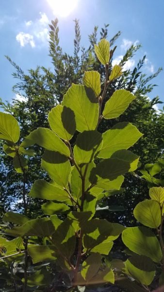 How to plant Witch hazel 'Angelly' (Hamamelis × intermedia 'Angelly')_1