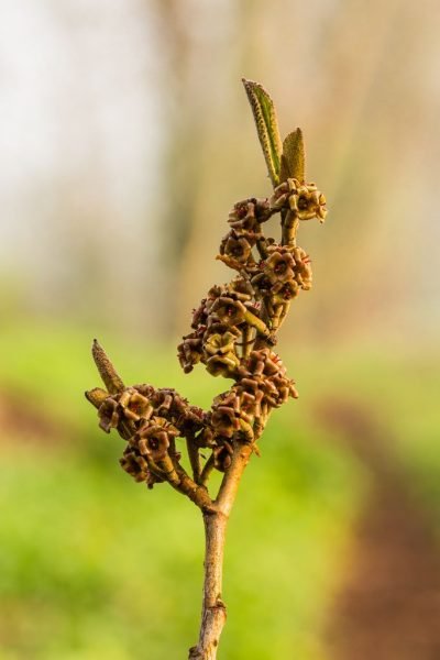 Where to plant Witch hazel 'Angelly' (Hamamelis × intermedia 'Angelly')_2