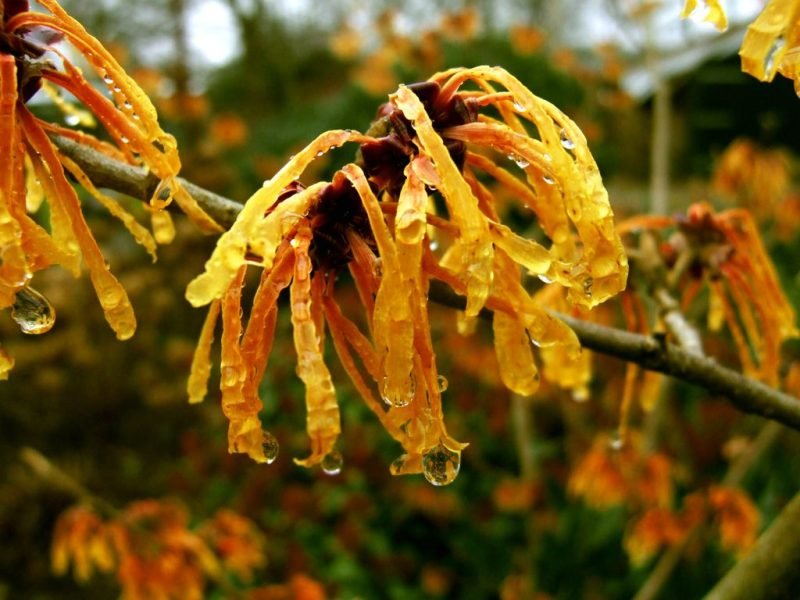 Witch hazel 'Aphrodite' (Hamamelis × intermedia 'Aphrodite')