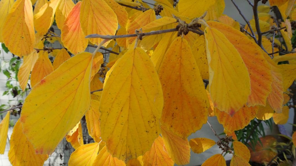Witch hazel 'Arnold Promise' (Hamamelis × intermedia 'Arnold Promise')