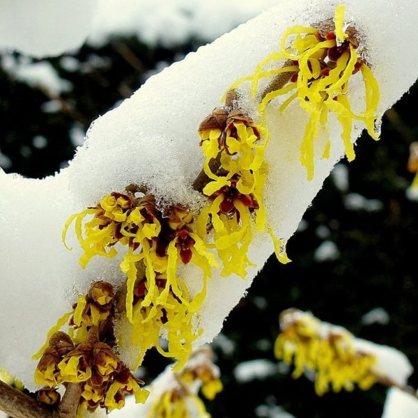 How to plant Witch hazel 'Arnold Promise' (Hamamelis × intermedia 'Arnold Promise')_1