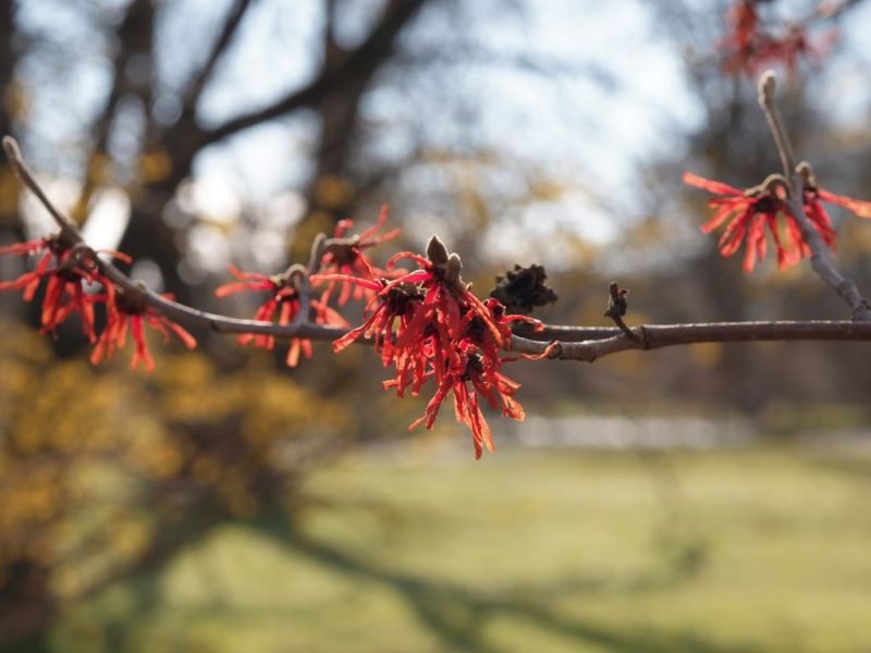 Witch hazel 'Diane' (Hamamelis × intermedia 'Diane')