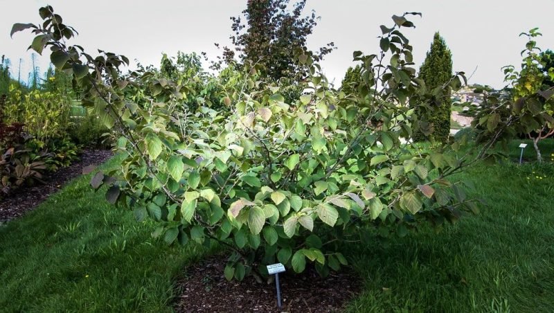 Witch hazel 'Feuerzauber' (Hamamelis × intermedia 'Feuerzauber')