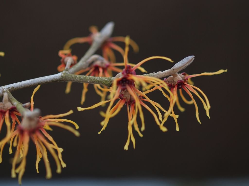 Witch hazel 'Jelena' (Hamamelis × intermedia 'Jelena')
