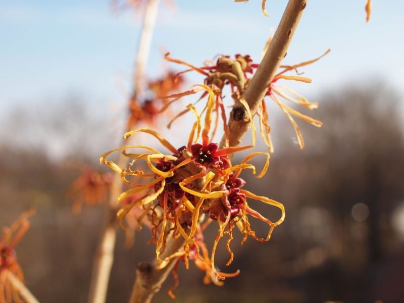 How to plant Witch hazel 'Jelena' (Hamamelis × intermedia 'Jelena')_1