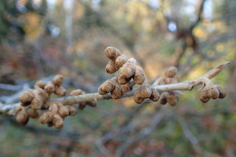 Where to plant Witch hazel 'Jelena' (Hamamelis × intermedia 'Jelena')_2