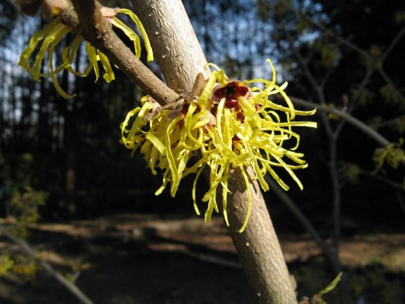 Witch hazel 'Pallida' (Hamamelis × intermedia 'Pallida')