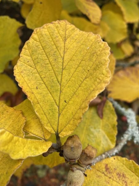 Witch hazel 'Primavera' (Hamamelis × intermedia 'Primavera')