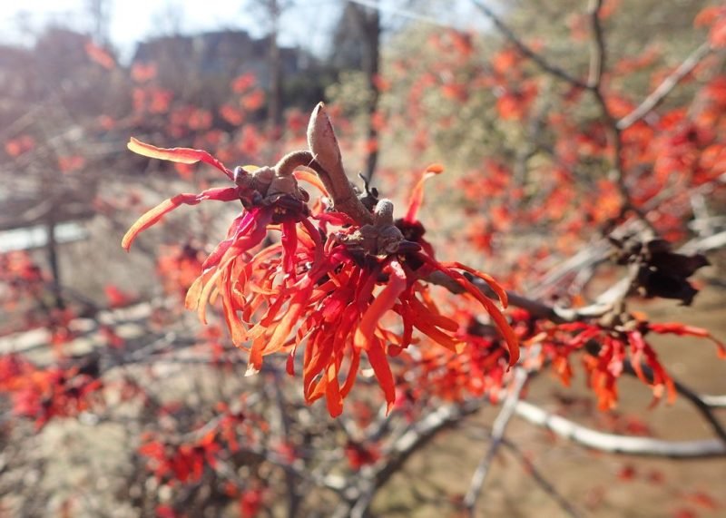 Witch hazel 'Ruby Glow' (Hamamelis × intermedia 'Ruby Glow')