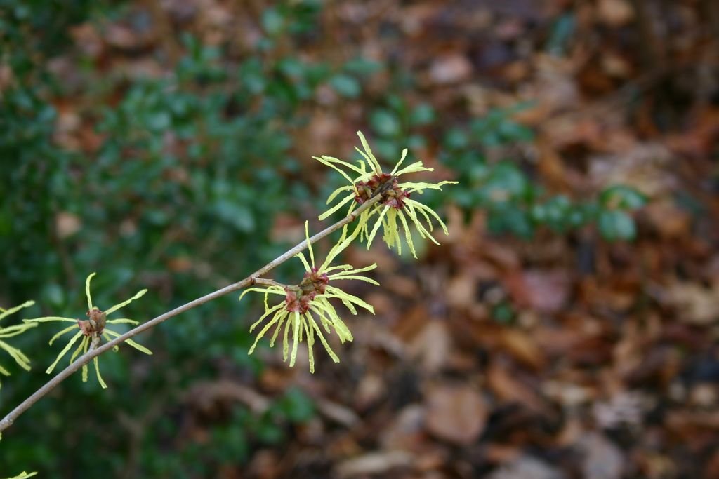 Witch hazel 'Sunburst' (Hamamelis × intermedia 'Sunburst')