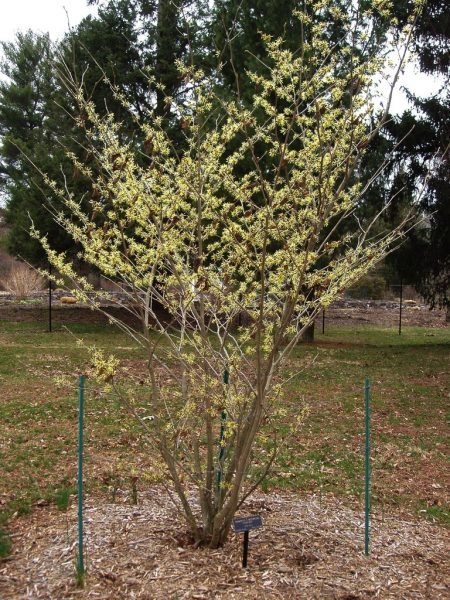 How to plant Witch hazel 'Sunburst' (Hamamelis × intermedia 'Sunburst')_1