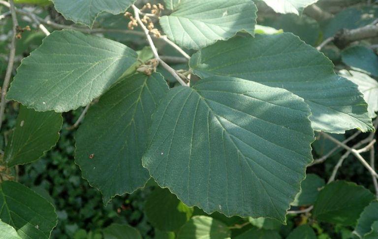 Witch hazel 'Vesna' (Hamamelis × intermedia 'Vesna') - growing guides