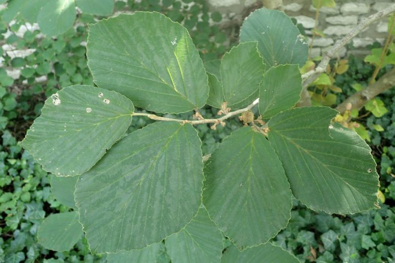 Witch hazel 'Vesna' (Hamamelis × intermedia 'Vesna') - growing guides