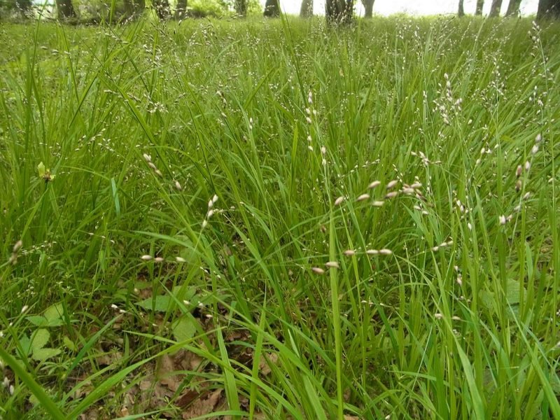 Wood melic (Melica uniflora)