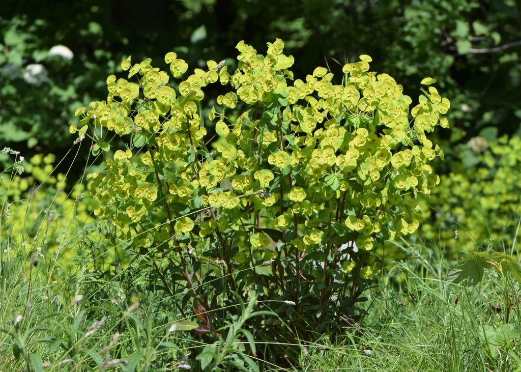 Wood spurge (Euphorbia amygdaloides)