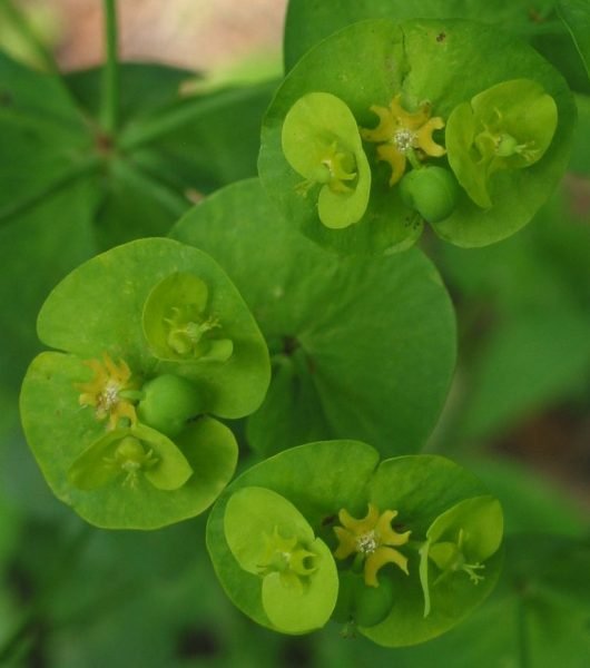 How to plant Wood spurge (Euphorbia amygdaloides)_1