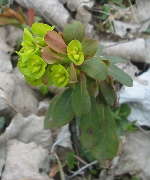 Where to plant Wood spurge (Euphorbia amygdaloides)_2