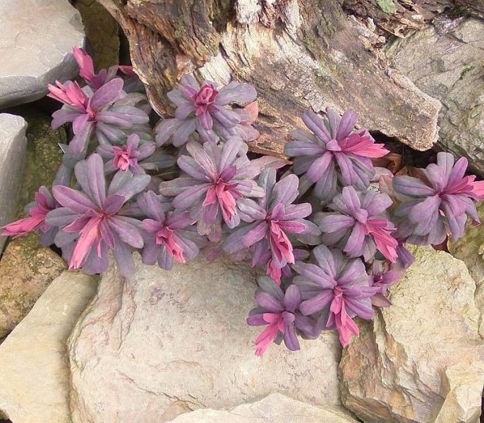 Wood spurge 'Purpurea' (Euphorbia amygdaloides 'Purpurea')