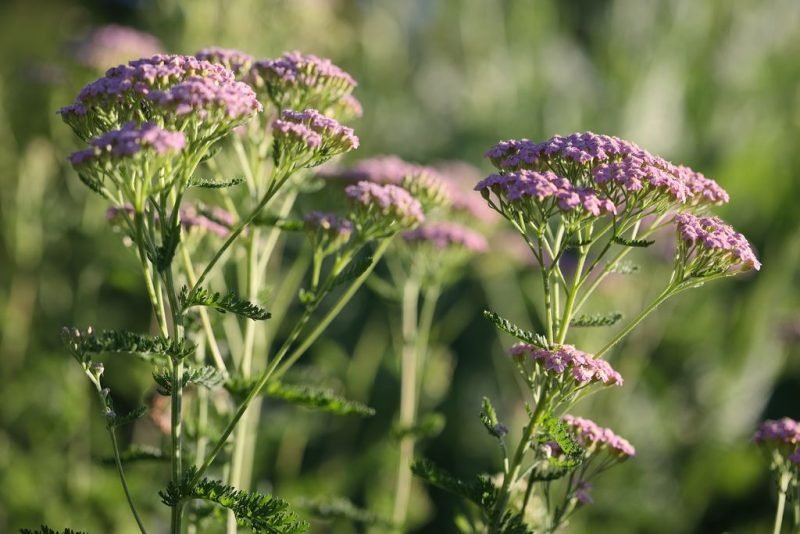 Yarrow 'Cerise Queen' (Achillea millefolium 'Cerise Queen')