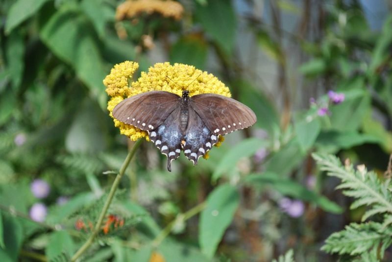 Yarrow 'Cloth of Gold' (Achillea filipendulina 'Cloth of Gold')