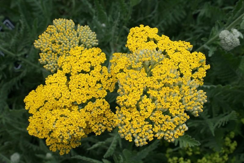Yarrow 'Coronation Gold' (Achillea 'Coronation Gold')