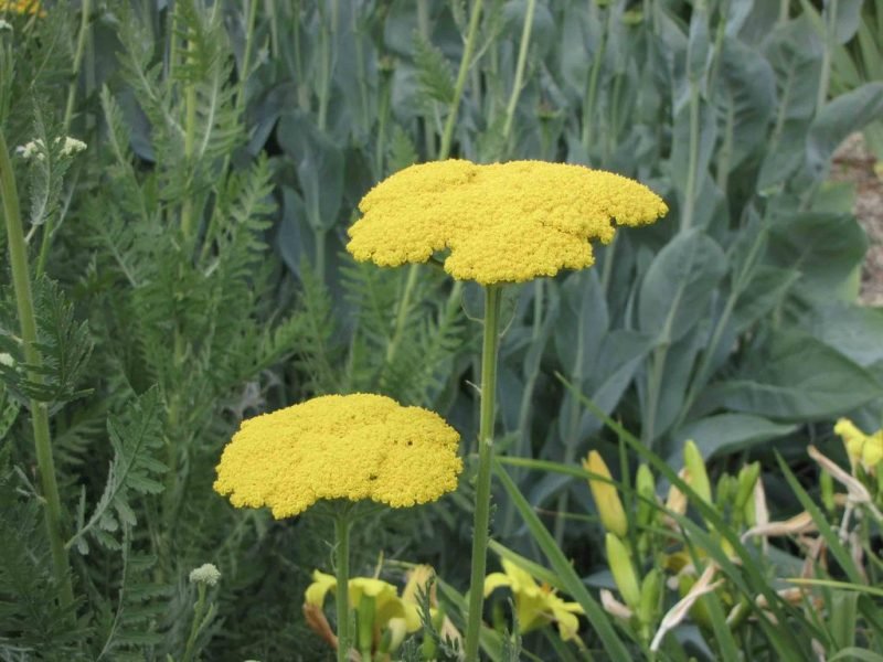 Yarrow 'Gold Plate' (Achillea filipendulina 'Gold Plate')