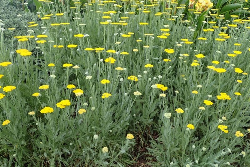Yarrow 'Moonshine' (Achillea 'Moonshine')