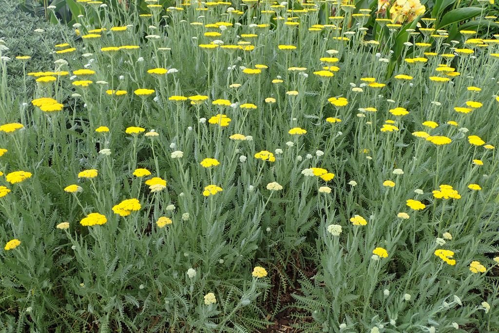 Yarrow 'Moonshine' (Achillea 'Moonshine')