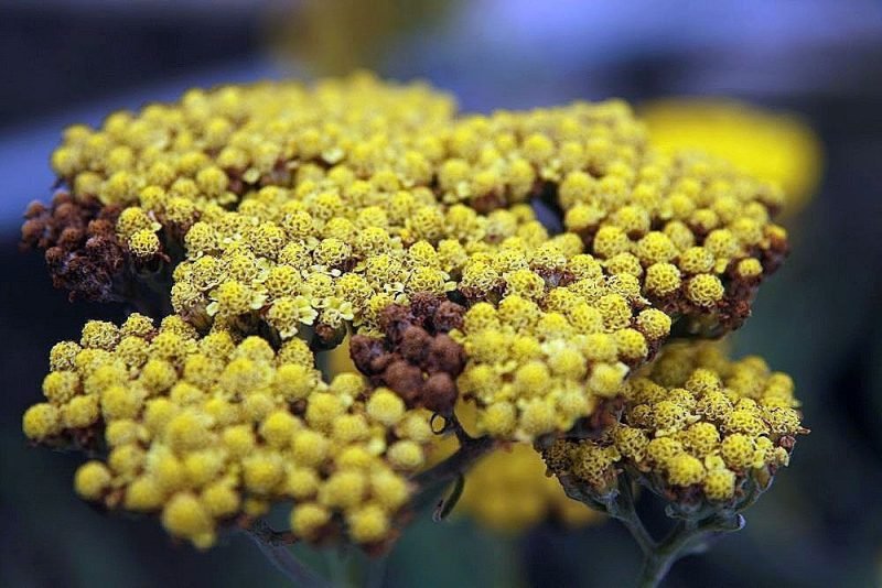 Where to plant Yarrow 'Moonshine' (Achillea 'Moonshine')_2