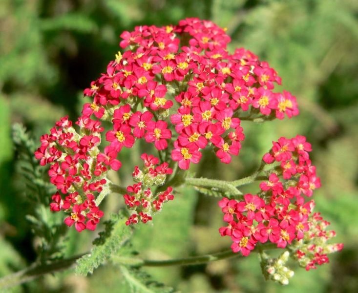 Yarrow 'Paprika' (Achillea 'Paprika')