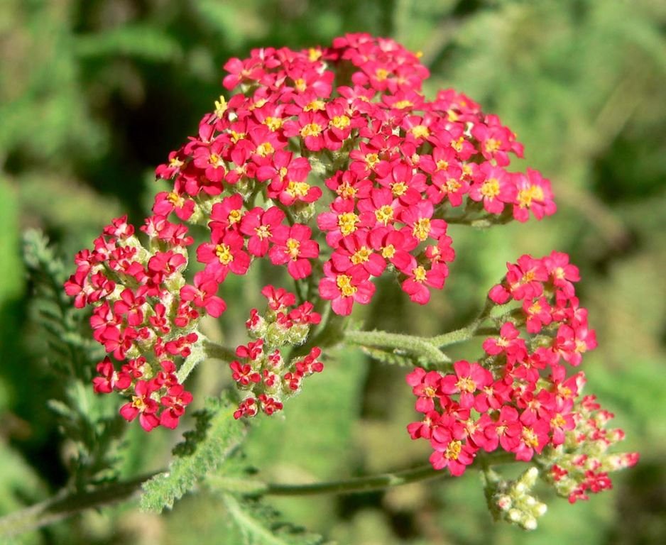 Yarrow 'Paprika' (Achillea 'Paprika')