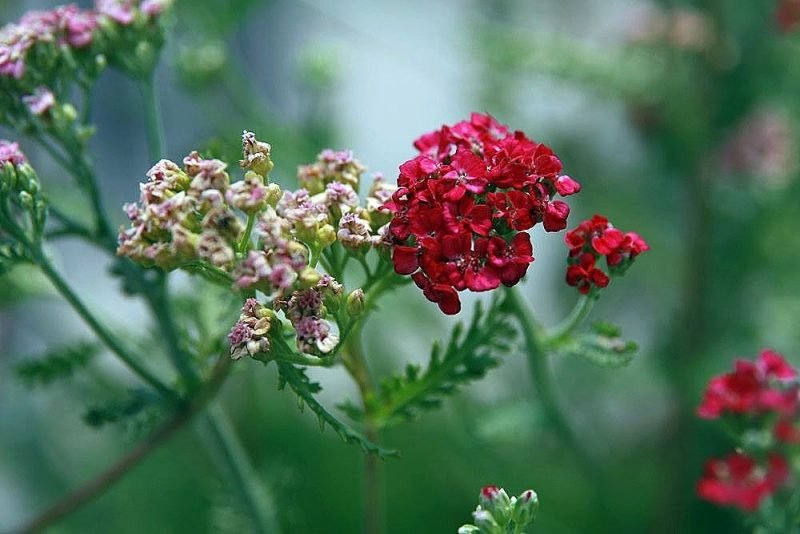 How to plant Yarrow 'Paprika' (Achillea 'Paprika')_1