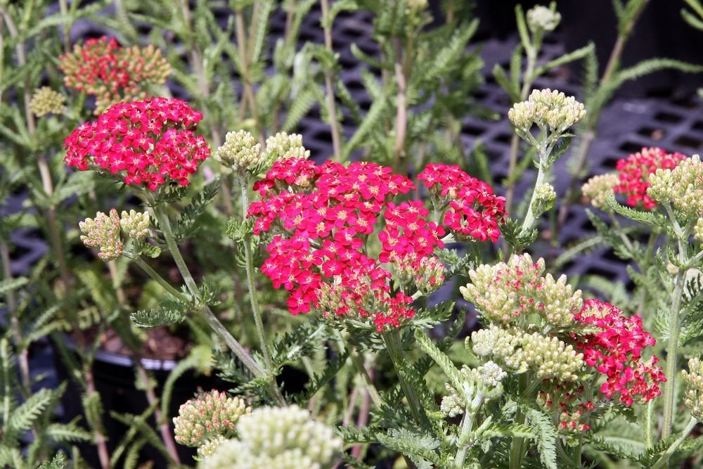 Yarrow 'Paprika' (Achillea 'Paprika') growing guides