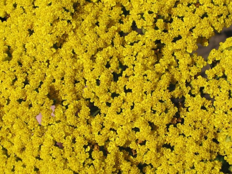 Yarrow 'Parker's Variety' (Achillea filipendulina 'Parker's Variety')