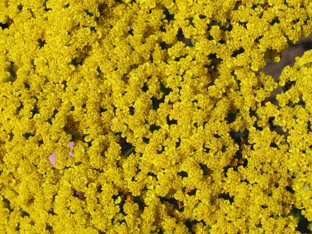 Yarrow 'Parker's Variety' (Achillea filipendulina 'Parker's Variety')