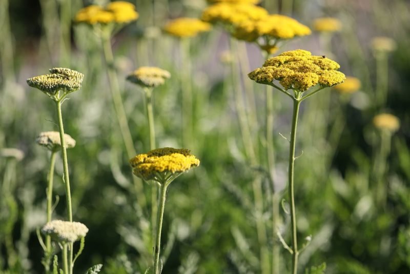 Where to plant Yarrow 'Parker's Variety' (Achillea filipendulina 'Parker's Variety')_2