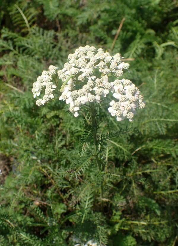 Yarrow 'Pretty Belinda' (Achillea 'Pretty Belinda') growing guides