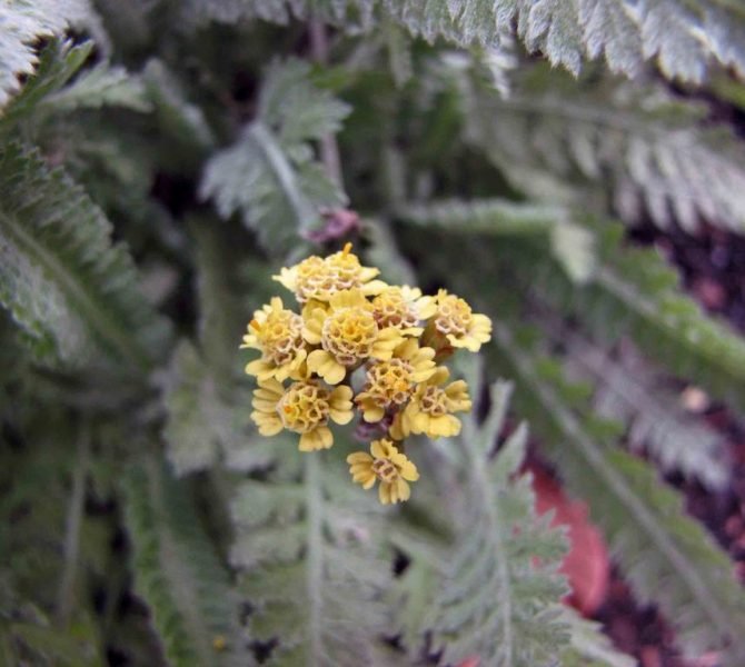 Yarrow 'Taygetea' (Achillea 'Taygetea')