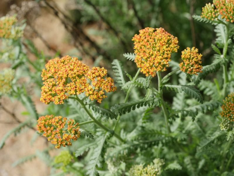 Yarrow 'Walther Funcke' (Achillea 'Walther Funcke')