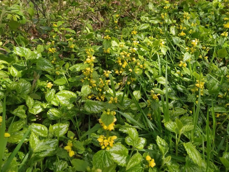Yellow archangel (Lamium galeobdolon)