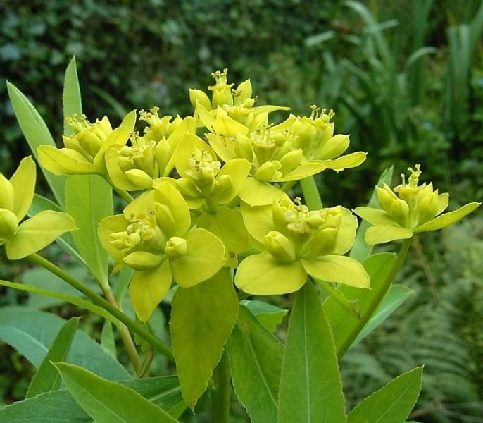 Zeravshan spurge (Euphorbia sarawschanica)